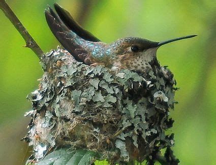 Bird Nest Identification - Identify Bird Nests