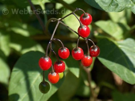 Solanum dulcamara, Bittersweet nightshade - Seeds - plants - dried herbs