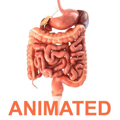 Real Pictures Of Human Digestive System | Ihminen, Opetus, Koulu