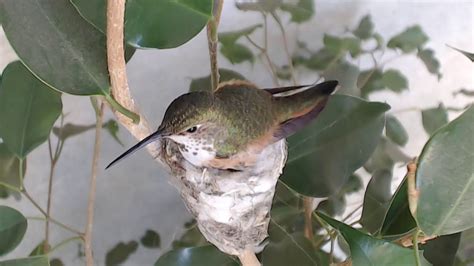 Bella Hummingbird Nest Cam 02-21-2018 10:04:03 - 11:04:03 - YouTube