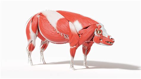 3D model Full Pig Anatomy Static - TurboSquid 1753654