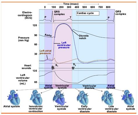 SOLVED: Refer to Wiggers Diagram to determine the duration of ...