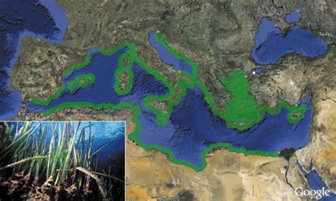 Posidonia, the lung of the Mediterranean | Medwet