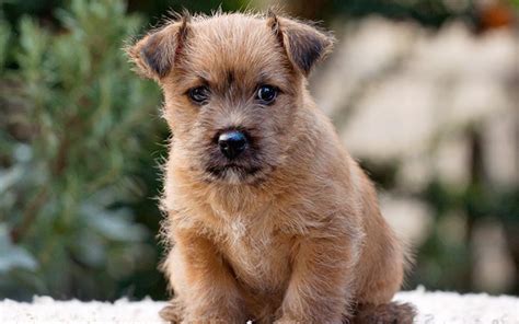 Norwich Terrier Puppies Breed information & Puppies for Sale