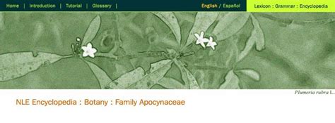 NLE : Family : Apocynaceae