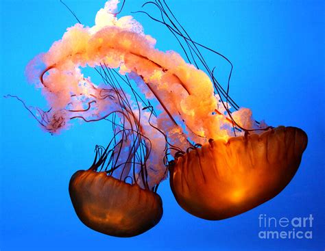 Sea Nettle Jellyfish Photograph by Marlana Holsten - Fine Art America