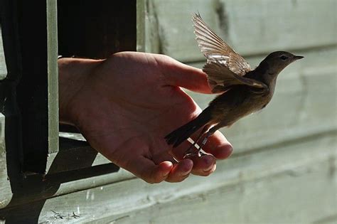 Birds are recorded at the ringing station in Rye – in pictures | Animals, Birds, Pictures