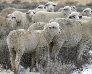 Columbia Sheep: Excellent for Wool Production and More