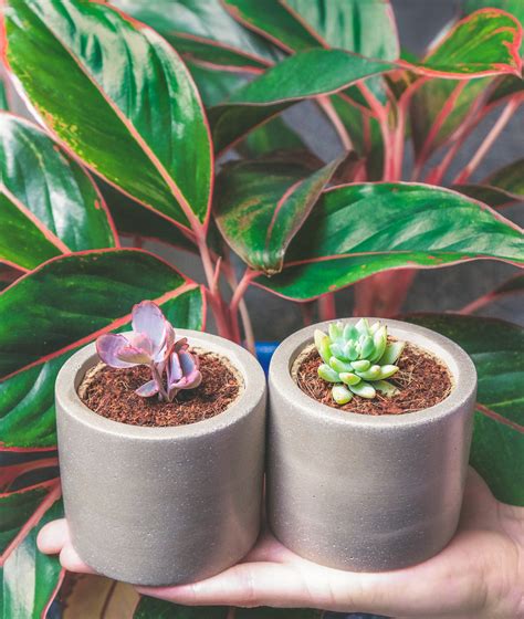 Mini Succulent Pots | Best Pots for Succulents - Succulent Studios