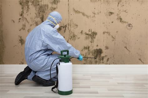 Why Mold Prevention is Important - Expert Services