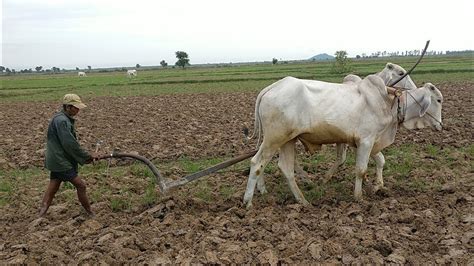 How to Plough Paddy by Using Oxen and Traditional Plough at Country Side - YouTube