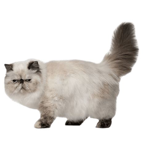 Persian: Personality, Diet, Grooming, Training | Petplan