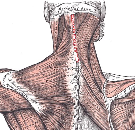 Ligament de la nuque — Wikipédia