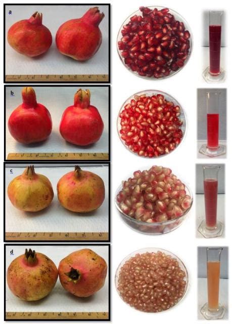 Pomegranates in the Panhandle | Gardening in the Panhandle