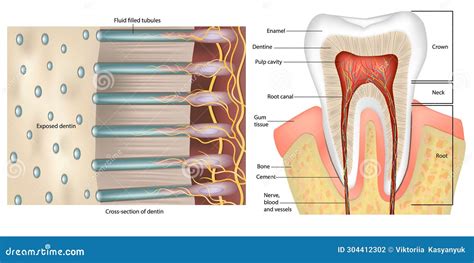 Tooth Anatomy. Cross-section Of Dentin. Dentinal Tubules. Anatomy And Histology. Dentinal ...