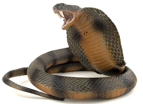 King Cobra | Snake Facts and Photos-Images | The Wildlife