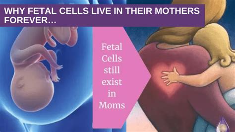 Why fetal cells live in their mothers forever… - Genesis Gold