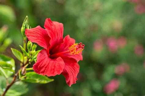 Flor de Maga vs. Hibiscus - A-Z Animals