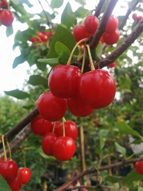 Evans Sour Cherry Tree • Kiwi Nurseries Ltd