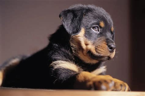 Rottweiler Puppies Near Me Outlet | www.aikicai.org