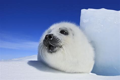 Harp Seal Pup Photograph by M. Watson | Fine Art America