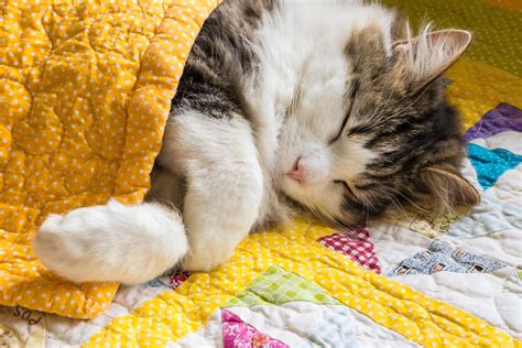 Adorable Cat Getting Tucked Into Bed Seen 32 Million Times in Viral Video - Newsweek