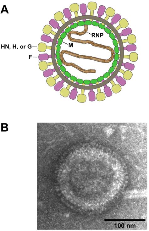 Paramyxovirus Structure