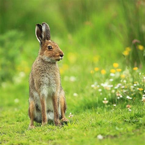 Irish hare animals native to Ireland | Ireland Before You Die