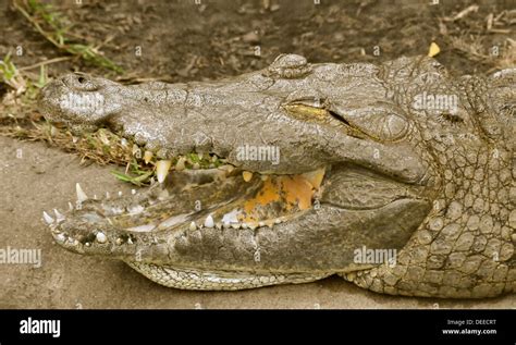 Crocodile shows his teeth Stock Photo - Alamy