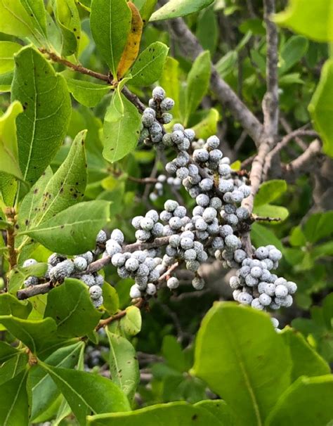 Northern bayberry (Morella pensylvanica) Flower, Leaf, Uses - PictureThis