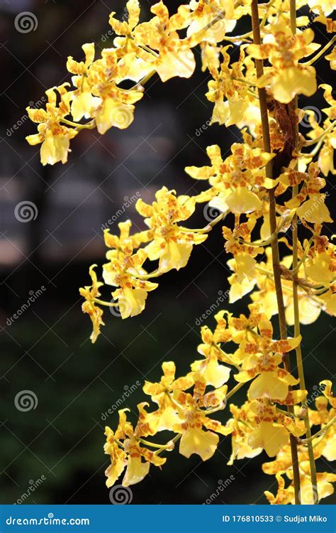 Yellow Oncidium Orchids are Blooming. Stock Image - Image of bloom, yellow: 176810533