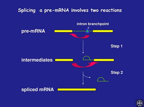 PPT - What is RNA splicing? PowerPoint Presentation, free download - ID:3207462