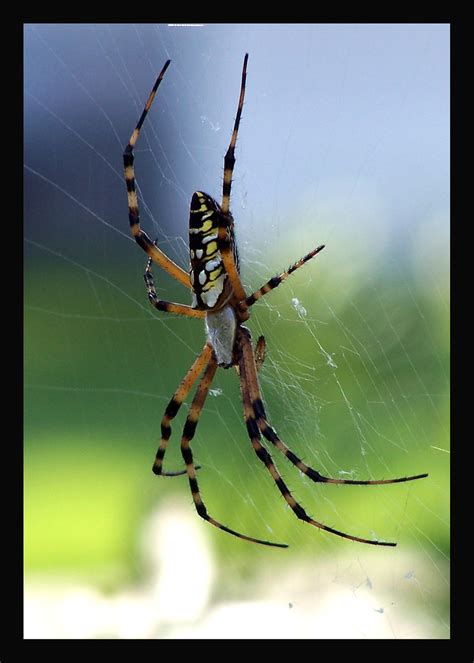 Banana Spider Florida | Spider | wvh1 | Flickr