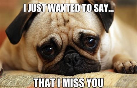 14 Hilarious And Adorable Dog Memes Guaranteed To Put You In A Good Mood - Part 2