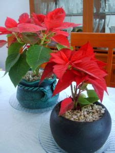 The poinsettia, Mexico's Christmas gift to the world - MexConnect