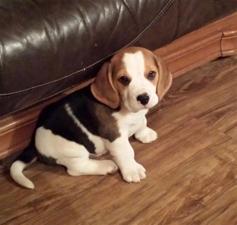 Bluetick Beagle Puppies For Sale | Tacoma, WA #91884