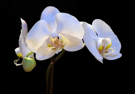 white, flowers, nature, orchids, yellow, blossom, flower, plant, orchid, flora, petal, land ...