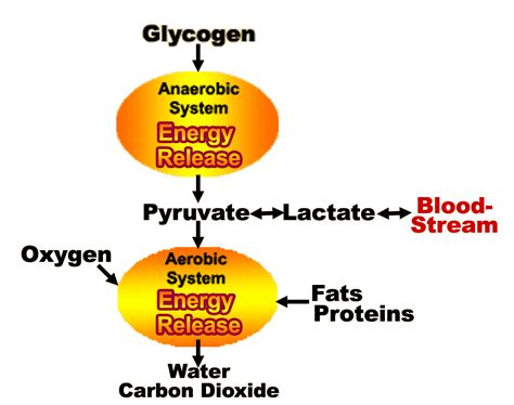 Lactate testing for triathlon training, the origins of lactate and its implications.