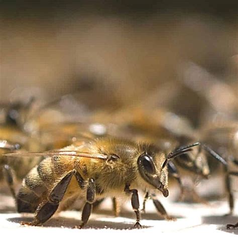 What are Best Types of Honey Bees? - Carolina Honeybees