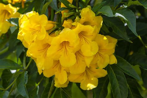 Yellow Elder Flowers Photograph by Craig Lapsley