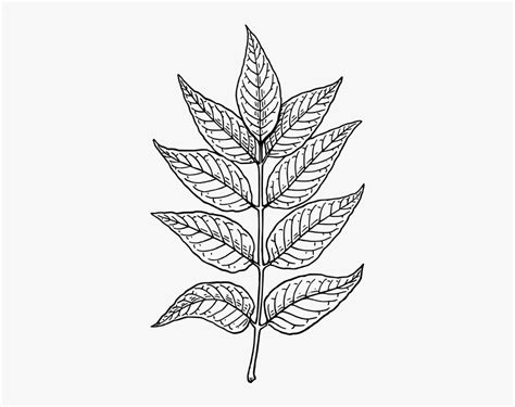 Ash Leaves - Neem Leaf Pencil Drawing, HD Png Download - kindpng