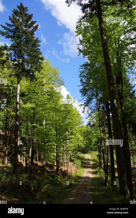 Hiking tour in the Bavarian Forest Stock Photo - Alamy