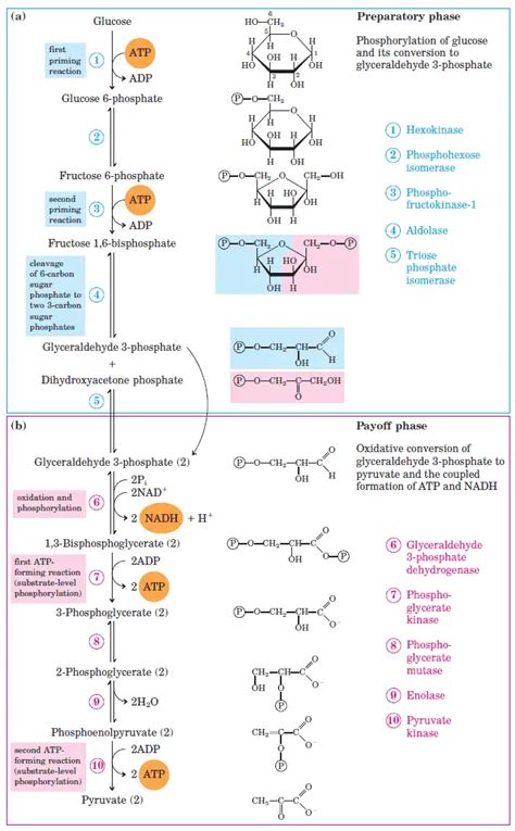 Glycolysis : All Steps with Diagram, Enzymes, Products, Energy Yield and Significance ...