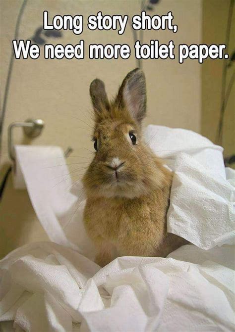 17 best Rabbit humor images on Pinterest | Funny bunnies, Baby bunnies and Bunnies