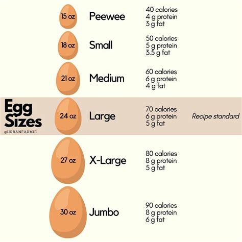 Egg Labels: The Ultimate Guide for Buying Eggs! - Urban Farmie in 2023 ...