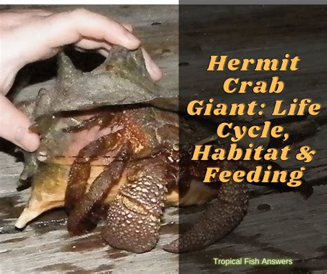 Hermit Crab Giant: Life Cycle, Habitat & Feeding - TROPICAL FISH ANSWERS