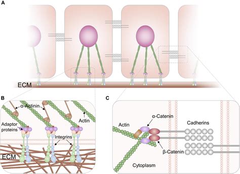 Frontiers | Biosensors for Studies on Adhesion-Mediated Cellular ...