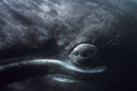 grey whales eye - Google Search | Whale artwork, Marine life art, Gray whale