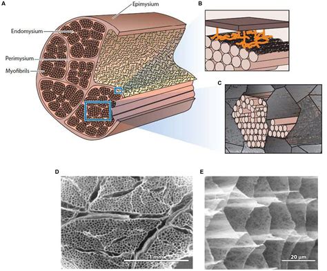 The Structure and Role of Intramuscular Connective Tissue in Muscle ...