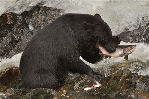 Visit Ketchikan Alaska Wildlife photos from Ketchikan